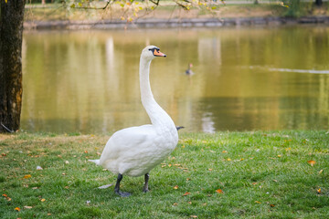 Elegant swan standing by the tranquil pond on a calm autumn day in a serene park setting