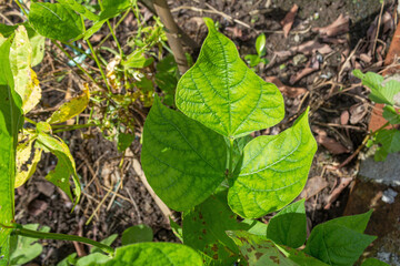 Green Bean Leaf Texture in Garden