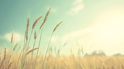 Fototapeta premium Golden Wheat Field at Sunset