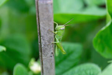 Green Grasshopper on Support Wood for Bean Plant in Garden