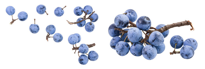 Fresh blackthorn berries with twig, prunus spinosa isolated on white background. Top view Top view with copy space for your text. Flat lay
