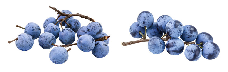 Fresh blackthorn berries with twig, prunus spinosa isolated on white background with full depth of...