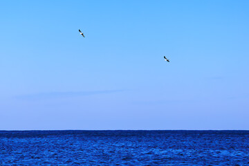 飛翔する美しいウミネコ（カモメ科）
英名学名：Black-tailed gull (Larus crassirostris)
静岡県伊豆半島賀茂郡南伊豆町中木ヒリゾ浜2024年
