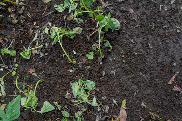 Wilted Spinach Plant on Garden Soil