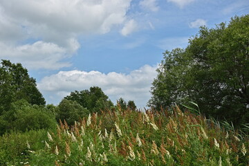 The forest with different grasses and the sky