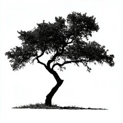 Majestic Tree Silhouette: A Black and White Botanical Masterpiece