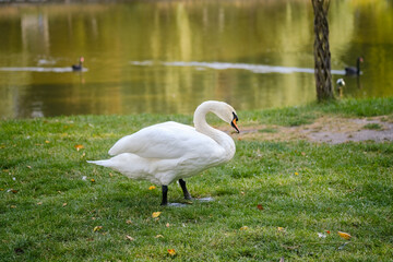 Elegant swan walking on green grass by the serene lake during a peaceful afternoon