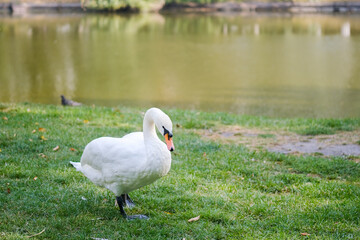 A graceful swan walking along a serene pond in a picturesque park during golden hour
