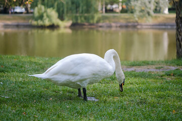 A graceful white swan foraging on the lush green grass by a serene lake in a tranquil park setting