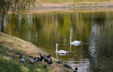Swans glide gracefully on a serene lake while pigeons gather on the grassy shore in the afternoon