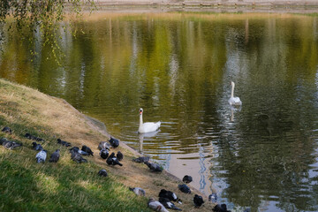 Swans glide gracefully on a tranquil pond surrounded by pigeons feeding on the grassy bank