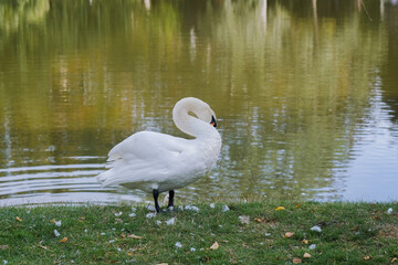 A swan gliding peacefully along the tranquil waters of a serene lake during a sunny afternoon