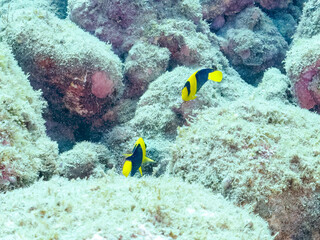 可愛いソメワケヤッコ（キンチャクダイ科）の幼魚他。
ソラスズメダイ（スズメダイ科）他の群れ。
英名学名：Bicolor angelfish (Centropyge bicolor) 
Heavenly Damselfish (Pomacentrus coelestis)
静岡県伊豆半島賀茂郡南伊豆町中木ヒリゾ浜2024年
