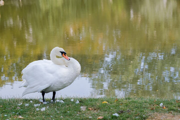 Elegant white swan standing gracefully by a serene pond in early morning light