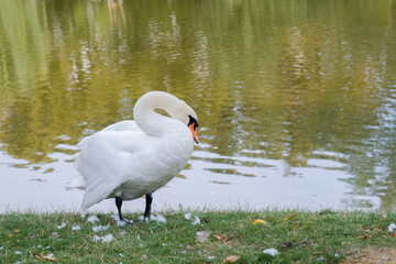Elegant swan gracefully stands by the serene lake in a peaceful park during autumn afternoon