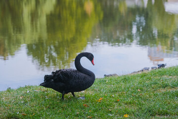 A black swan walking gracefully along the grassy bank of a serene pond in the early morning light