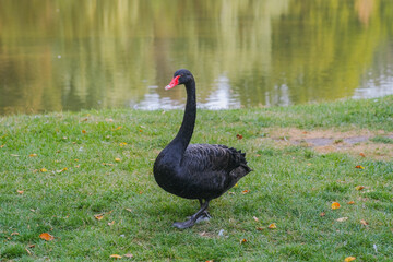 Black swan walking along a tranquil lake surrounded by lush greenery in the afternoon sunlight