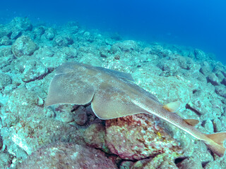 ゆったり泳ぐ,
大きく美しいカスザメ（カスザメ科）
英名学名：Japanese Angelshark, Squatina japonica
静岡県伊豆半島賀茂郡南伊豆町中木ヒリゾ浜2024年
