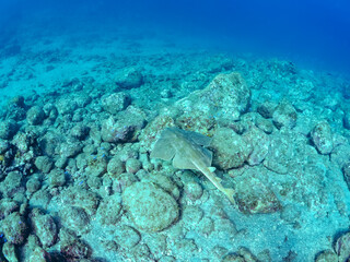 ゆったり泳ぐ,
大きく美しいカスザメ（カスザメ科）
英名学名：Japanese Angelshark, Squatina japonica
静岡県伊豆半島賀茂郡南伊豆町中木ヒリゾ浜2024年
