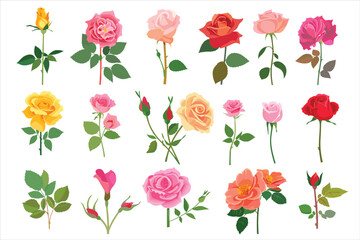 set of different color roes flowers Flat style vector illustration isolated on a white background