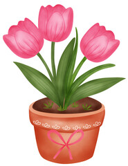 pink tulips in a pot isolated