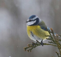 yellow wagtail on a branch