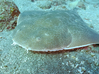 ゆったり泳ぐ,
大きく美しいカスザメ（カスザメ科）
英名学名：Japanese...