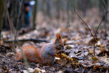 A red squirrel holding a nut on the forest floor, surrounded by autumn leaves and pine needles.