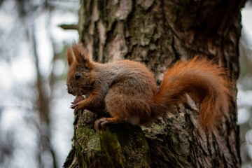 A red squirrel holding a nut on the forest floor, surrounded by autumn leaves and pine needles.