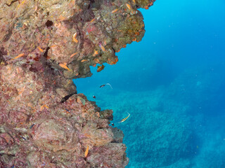 ウミカラマツ（ソフトコーラル）が生えるドロップオフのキンギョハナダイ（ハナダイ亜科）ソラスズメダイ（スズメダイ科）他群れ
英名学名：Sea Goldie (Pseudanthias squamipinnis)
Heavenly Damselfish (Pomacentrus coelestis)
Antipathes japonica
静岡県伊豆半島賀茂郡南伊豆町中木ヒリゾ浜2024年
