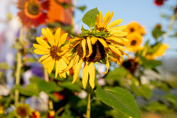 sunflower. Yellow sunflowers, good harvest, bright sunny flower. farming, growing seeds for oil....