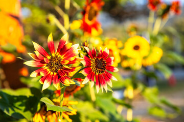 The red and yellow sunflower(helianthus annuus) head in garden
