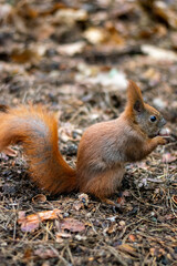 A red squirrel holding a nut on the forest floor, surrounded by autumn leaves and pine needles.