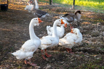 Obraz premium A group of adult white swans resting in a farm in morning
