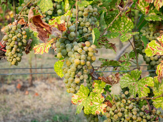 White Wine grapes in the vineyards