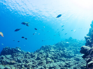 美しいアカヒメジ、ホウライヒメジ（ヒメジ科）他の群れ。水面にはスキンダイバーも泳いでいる。

英名学名：Yellowfin goatfish (Mulloidichthys vanicolensis)
Whitesaddle goatfish, Parupeneus ciliatus
静岡県伊豆半島賀茂郡南伊豆町中木ヒリゾ浜2024年
