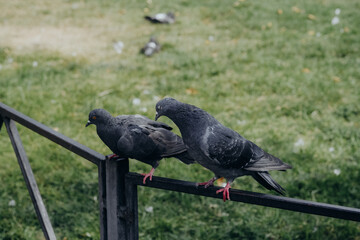 Two pigeons perched on a fence with green grass in the background on a sunny day