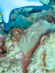 エスカ（触手）を振って魚を呼び寄せて狩る、巨大なオオモンカエルアンコウ（カエルアンコウ科）のペア。
英名学名：Giant Frogfish, Antennarius commersoni
自分よりも大きな獲物でも、１０倍に広がる大きな口で丸呑みにする。
その速度は0.0001秒。生物界最速のハンターである。

静岡県伊豆半島賀茂郡南伊豆町中木ヒリゾ浜2024年
