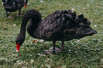 A black swan feeding on grass in a serene park during a sunny afternoon © reddish