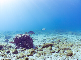 大きく美しいコショウダイ（イサキ科）他。
英名学名：Crescent sweetlips (Plectorhinchus cinctus)
静岡県伊豆半島賀茂郡南伊豆町中木ヒリゾ浜2024年
