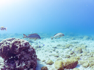 大きく美しいコショウダイ（イサキ科）他。
英名学名：Crescent sweetlips (Plectorhinchus cinctus)
静岡県伊豆半島賀茂郡南伊豆町中木ヒリゾ浜2024年
