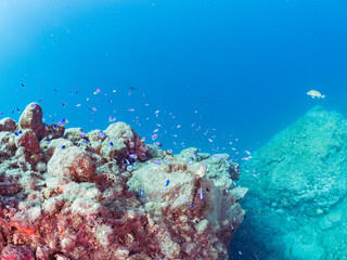 岩礁に集う、美しいソラスズメダイ、アマミスズメダイ（スズメダイ科）他の群れ。
英名学名：Heavenly Damselfish (Pomacentrus coelestis) 
Stout chromis (Chromis chrysura)
静岡県伊豆半島賀茂郡南伊豆町中木ヒリゾ浜2024年
