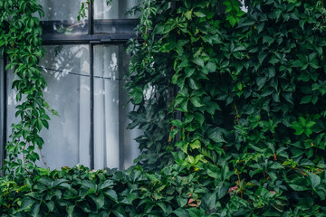 Lush green ivy cascading over a window in a tranquil urban setting during early morning light