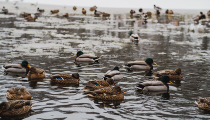 Ducks Swimming in a Tranquil Pond During a Chilly Winter Afternoon