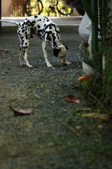 Dalmatian dog  in the garden, beautiful moment 
