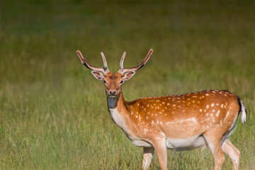 Fallow Deer