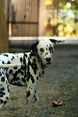 Dalmatian dog  in the garden, beautiful moment 