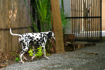 Dalmatian dog  in the garden, beautiful moment 