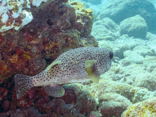 美しく大きなネズミフグ（ハリセンボン科）。
英名学名：Spot-fin...