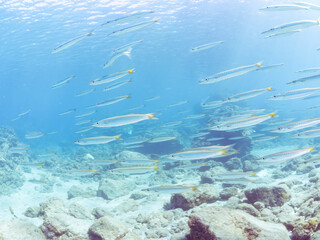 Obraz premium 迫力あるタイワンカマス（カマス科）他の群れ。 英名学名：Yellowtail barracuda (Sphyraena obtusata) 静岡県伊豆半島賀茂郡南伊豆町中木ヒリゾ浜2024年 